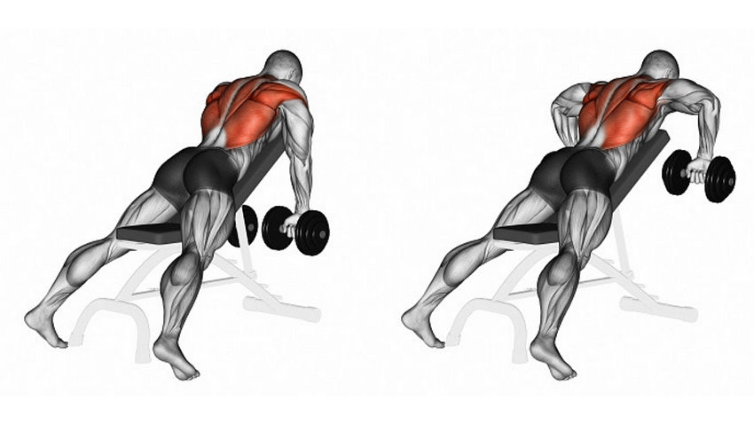 What Muscles Do Incline Dumbbell Rows Work