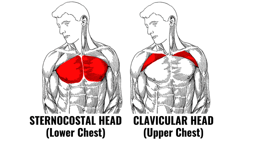 Are Incline Dumbbell Presses Good_Pec Anatomy