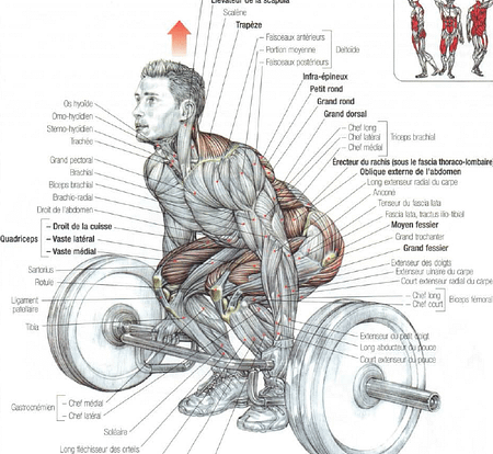 What Muscles Do Trap Bar Deadlifts Work